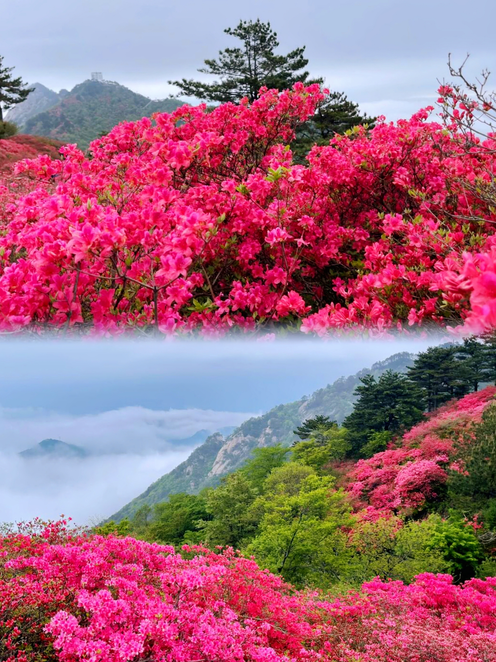 武汉周边最美赏花地 | 被这绚丽龟峰山杜鹃花海惊艳到我了！