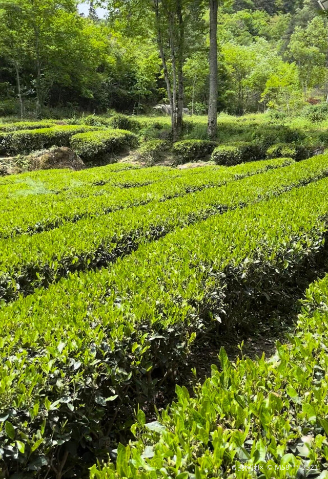 超强攻略_玩转康县阳坝自然风景区之行