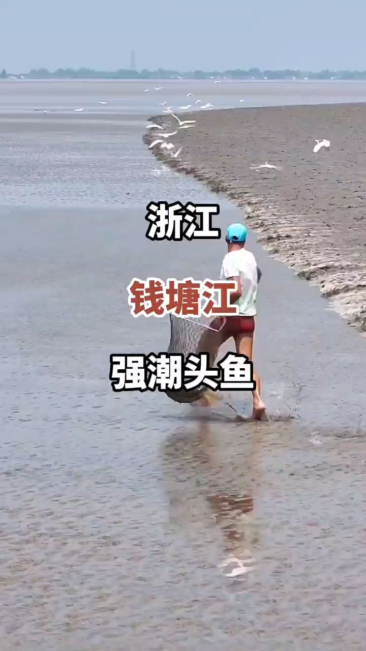浙江钱塘江抢潮头鱼，看着很危险，实际一点也不安全#玩转户外 #城市人文手记