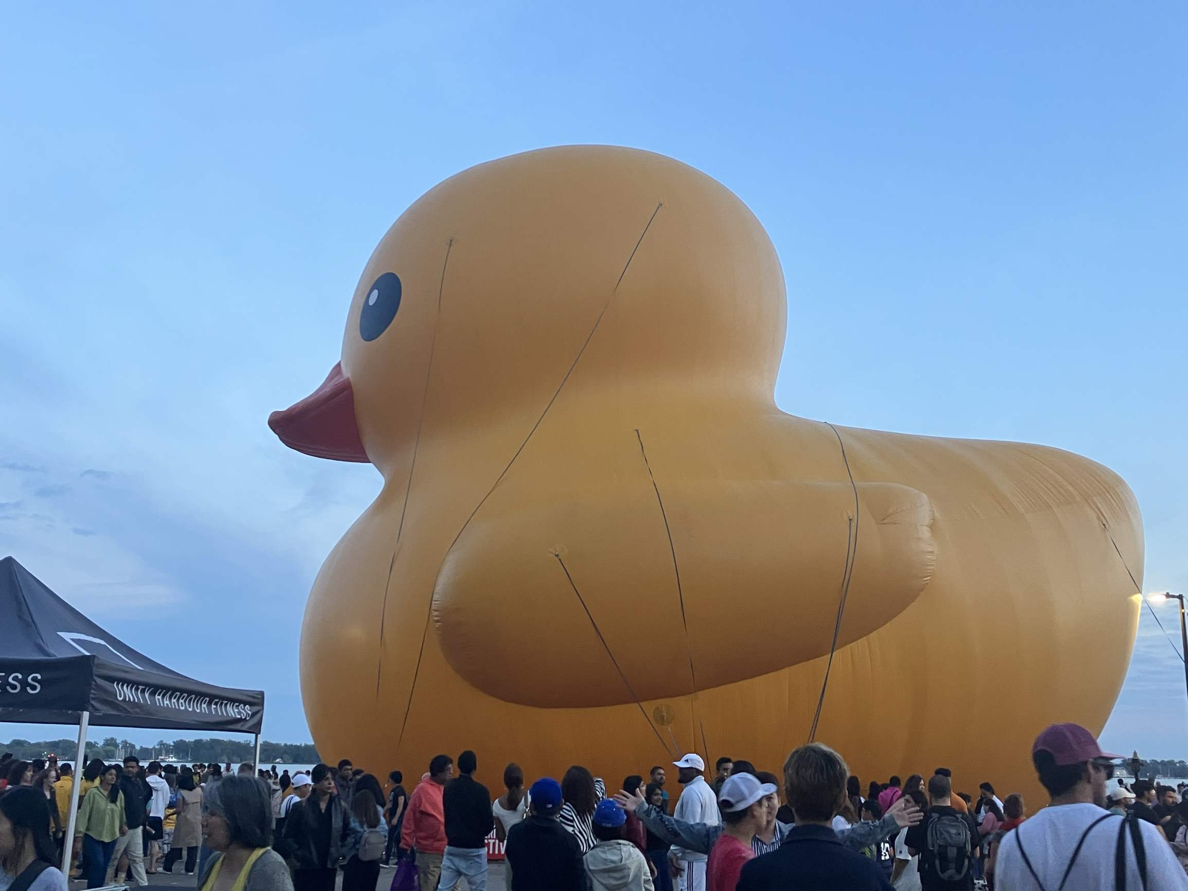 世界最大“大黄鸭”，多伦多成功上岸啦～