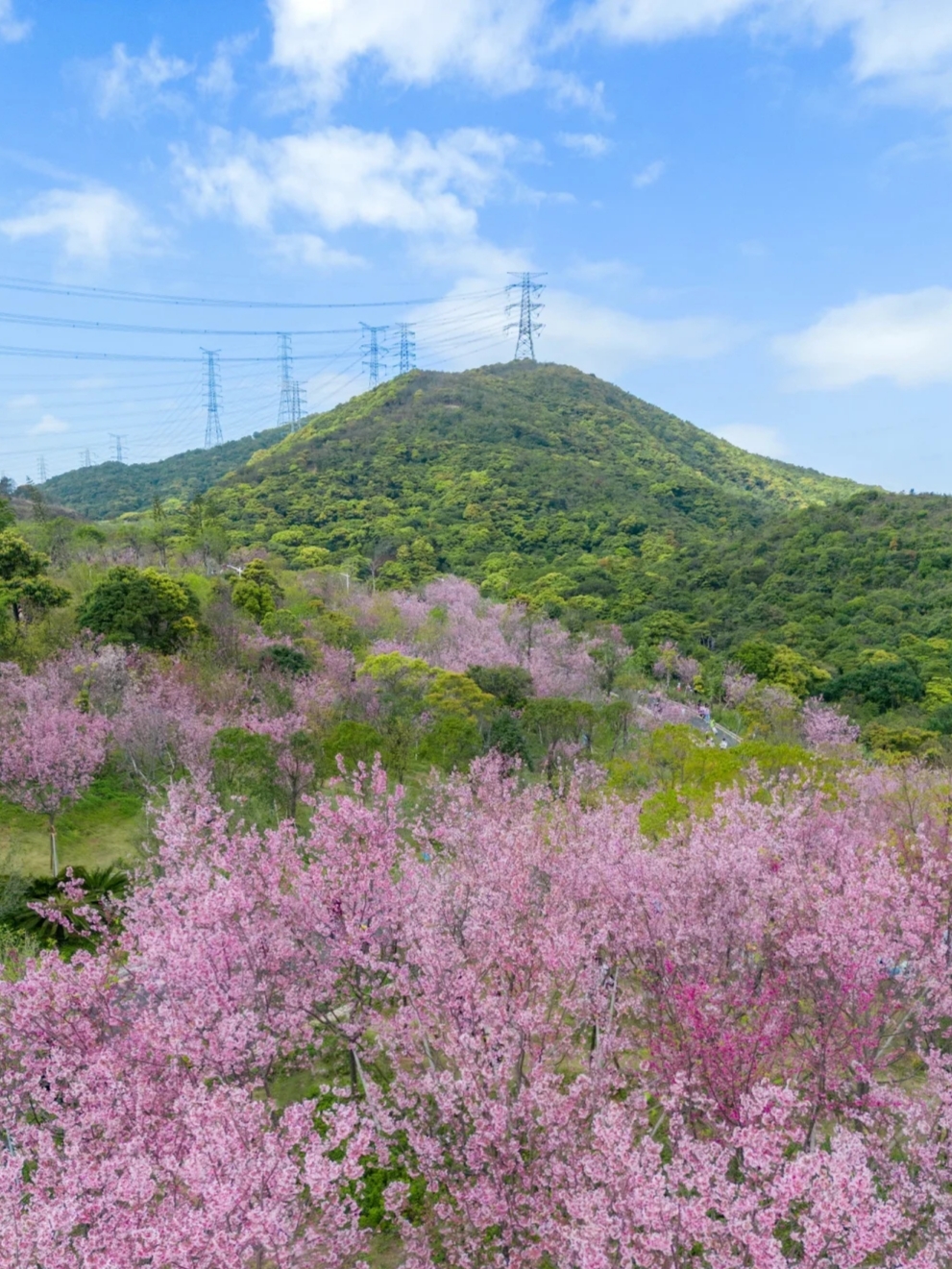 深圳樱花，错过再等一年！！