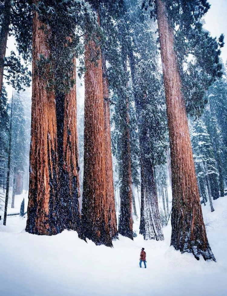 美国红杉国家公园｜给你巨人国一般的体验🗽