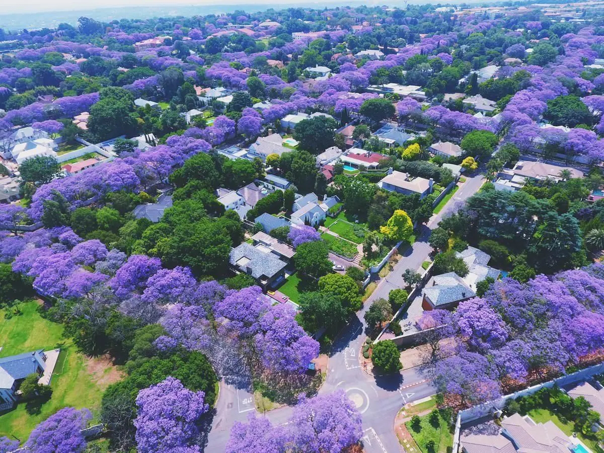 南非比陀，南半球的春天之蓝花楹