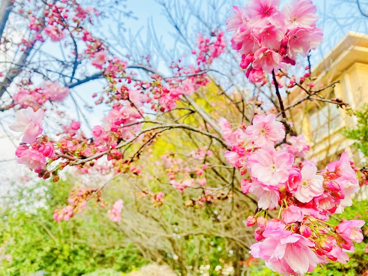 休息一天跟随春天的脚步，赏花踏青去了 感受春天的气息
