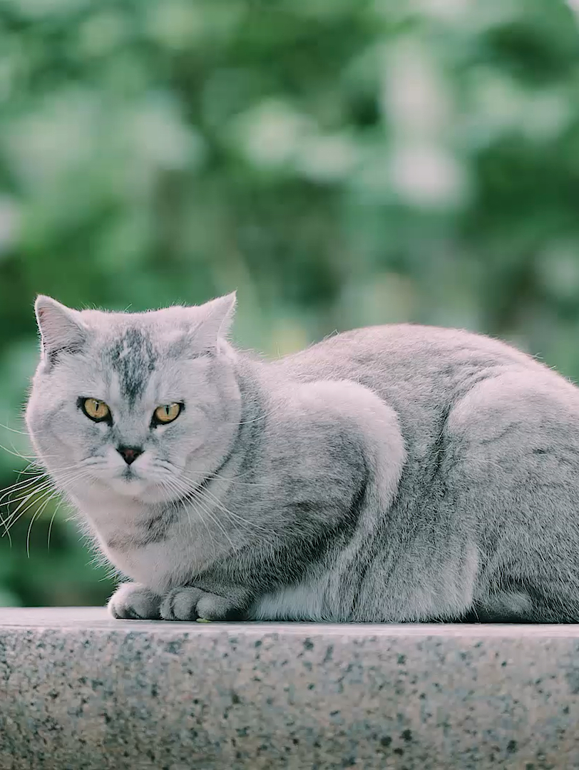 猫咪与蔷薇的浪漫邂逅