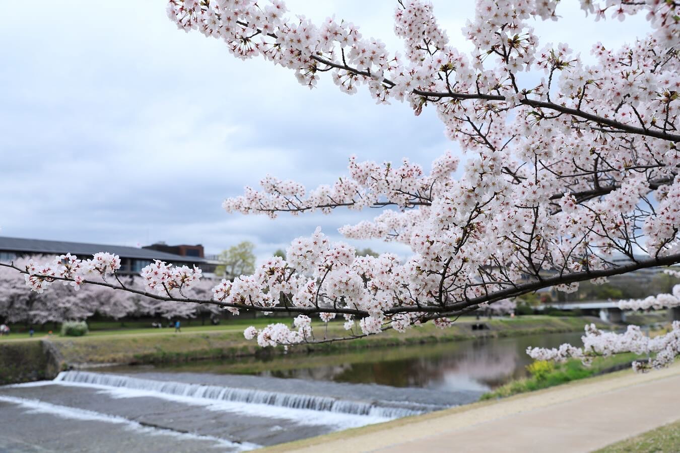 京都鸭川，樱花河畔，赏花赏人