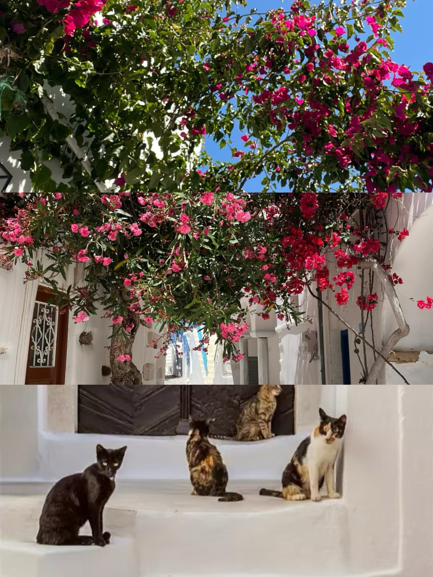 Taverna Glafkos餐厅图片