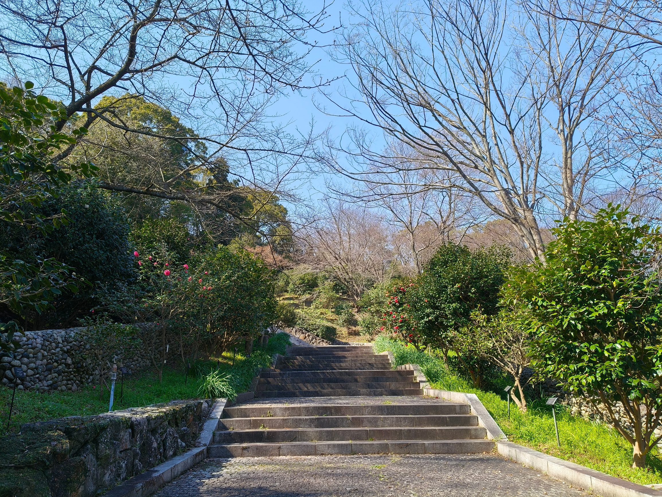 通往山茶花园的阶梯