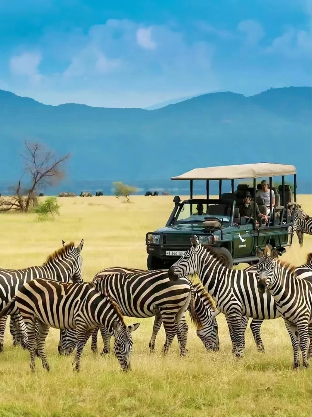 🦒东非坦桑尼亚+肯尼亚，8天7晚顶级野奢华游猎