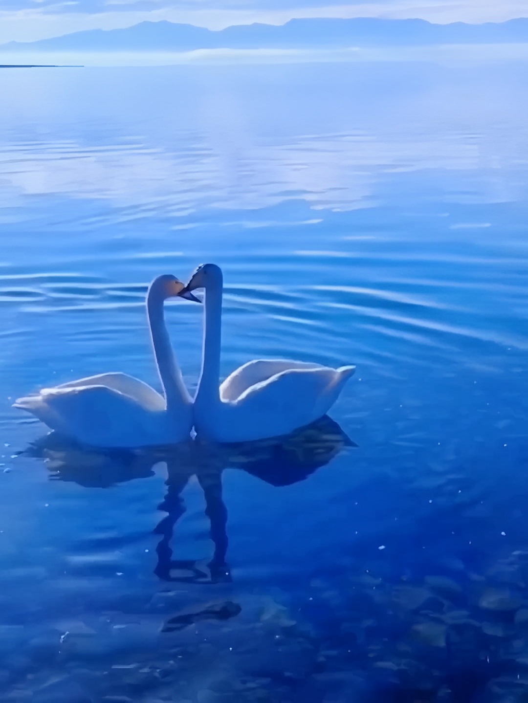 赛里木湖有多美 有一种蓝，叫赛里木湖蓝，有一种精灵，叫白天鹅，天鹅是这个世界上对感情最专一的动物，一