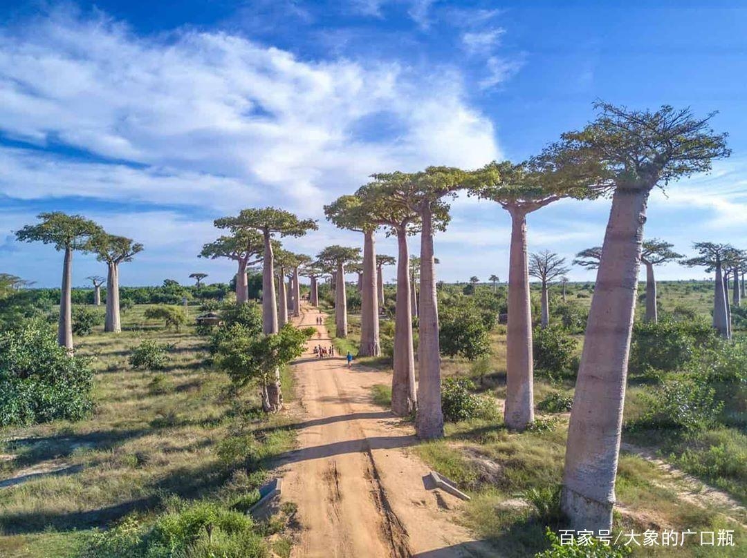 非洲美景尽收眼底，代表性的面包树！