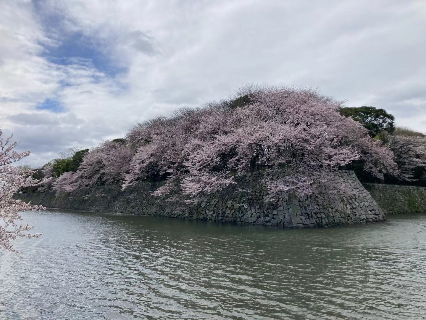 彦根城的樱花季