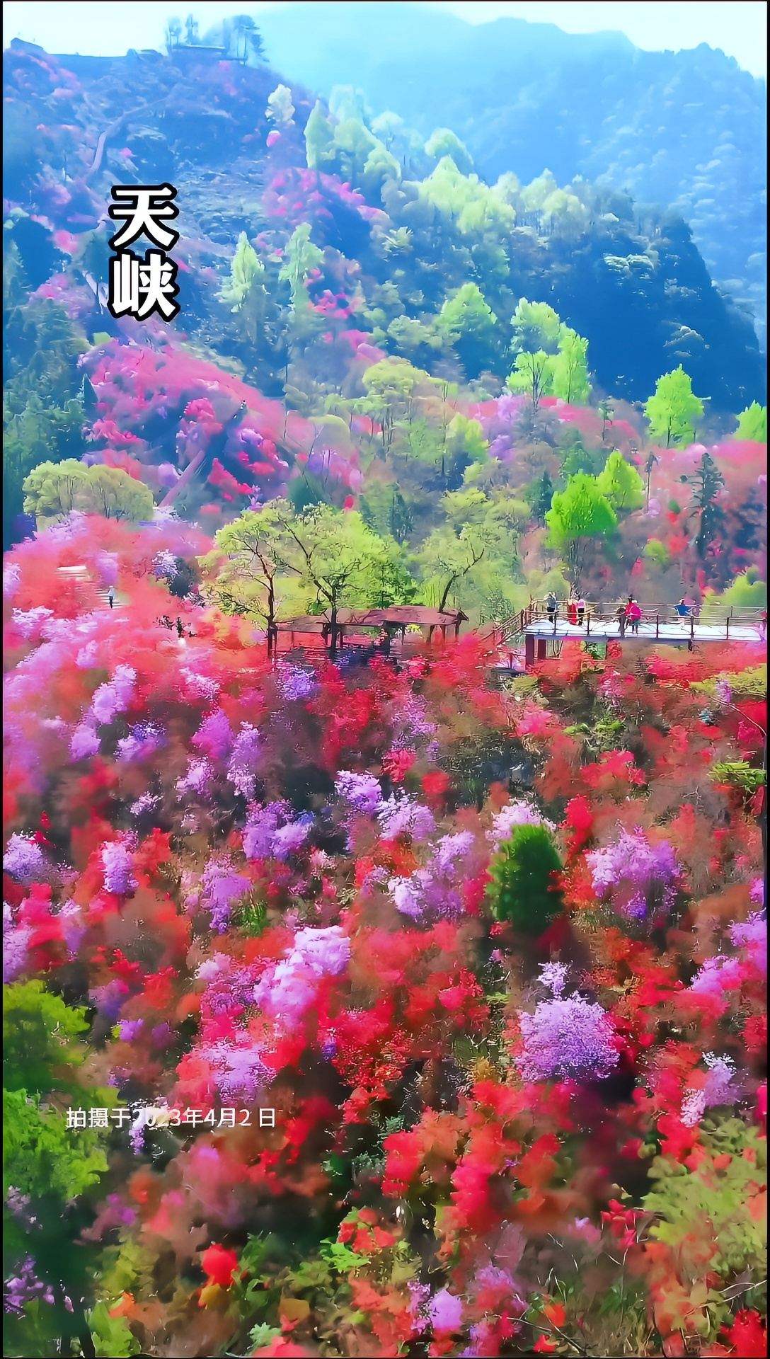岳西县将于2024年3月29日，在岳西天峡风景区举行第十六届大别山（安徽•岳西）映山红旅游文化月开幕