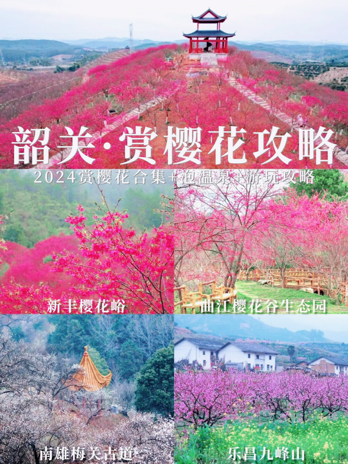 广东樱花季终于到了韶关赏樱花合集!