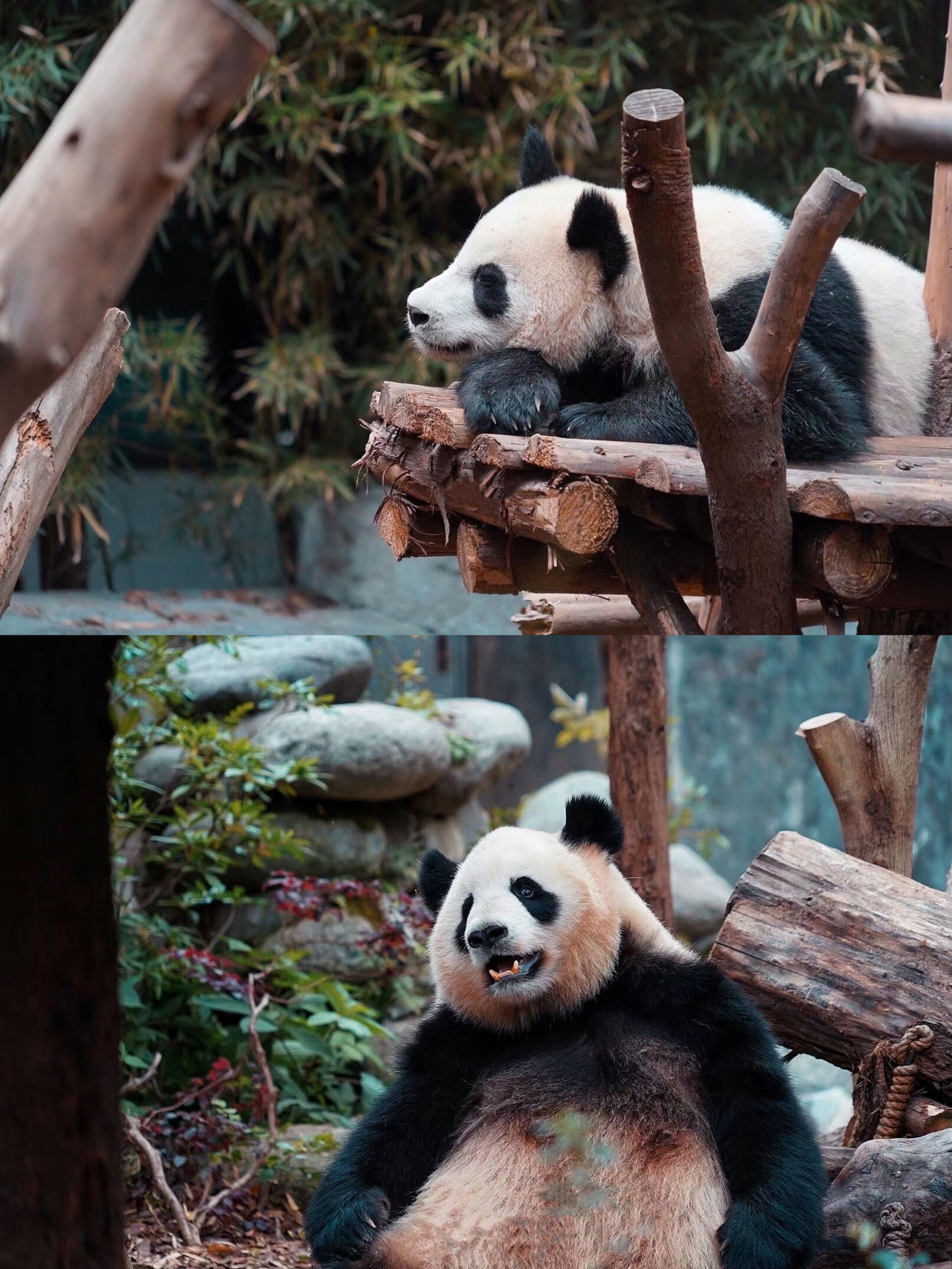 来成都一定要看大熊猫丨这份一日游亲子遛娃攻略来了！