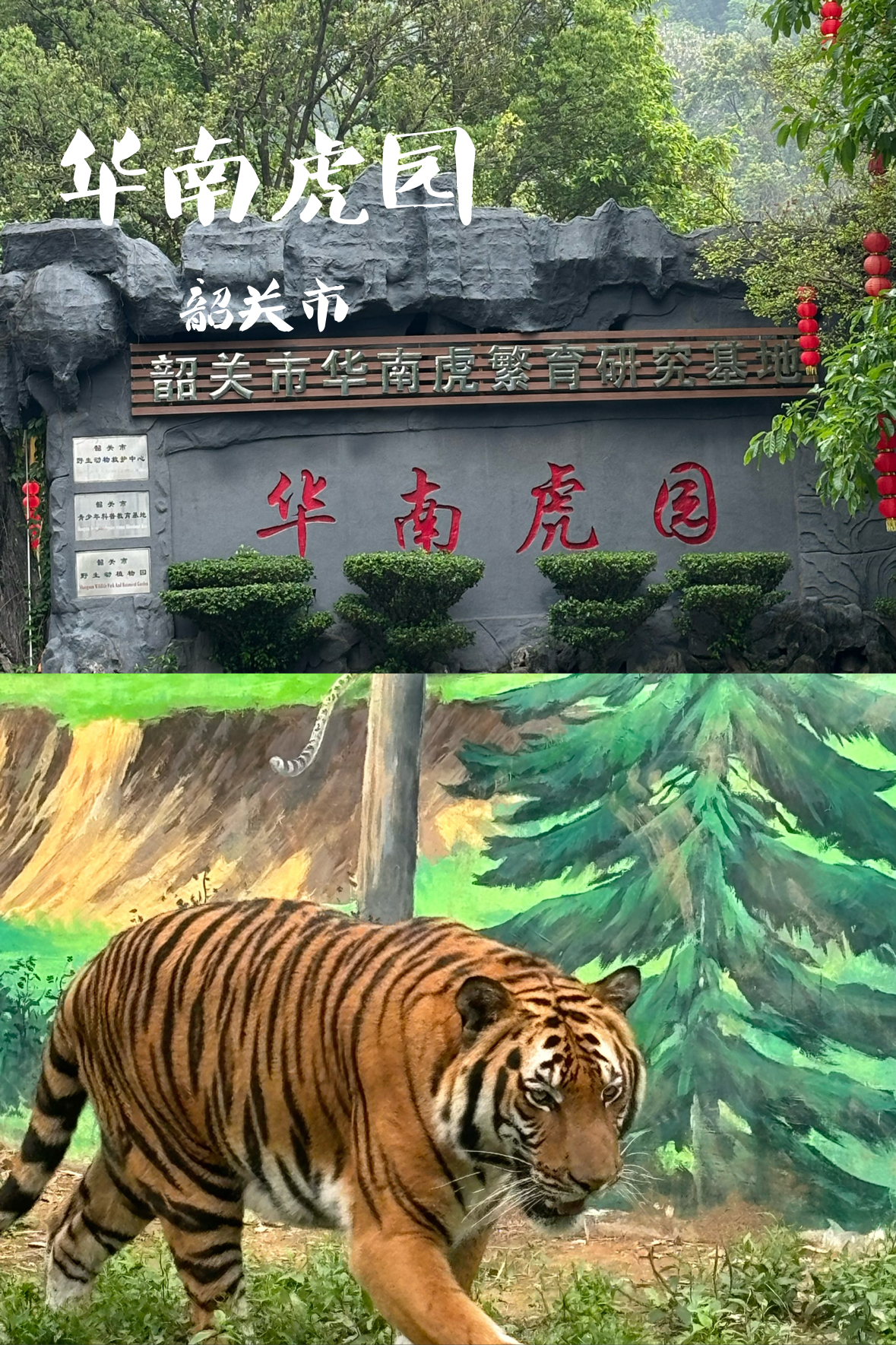 华南虎园·近距离观猛兽，揭秘虎王的神秘世界