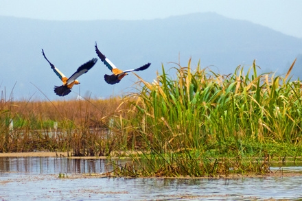 威宁草海：高原上的鸟类天堂与人间仙境