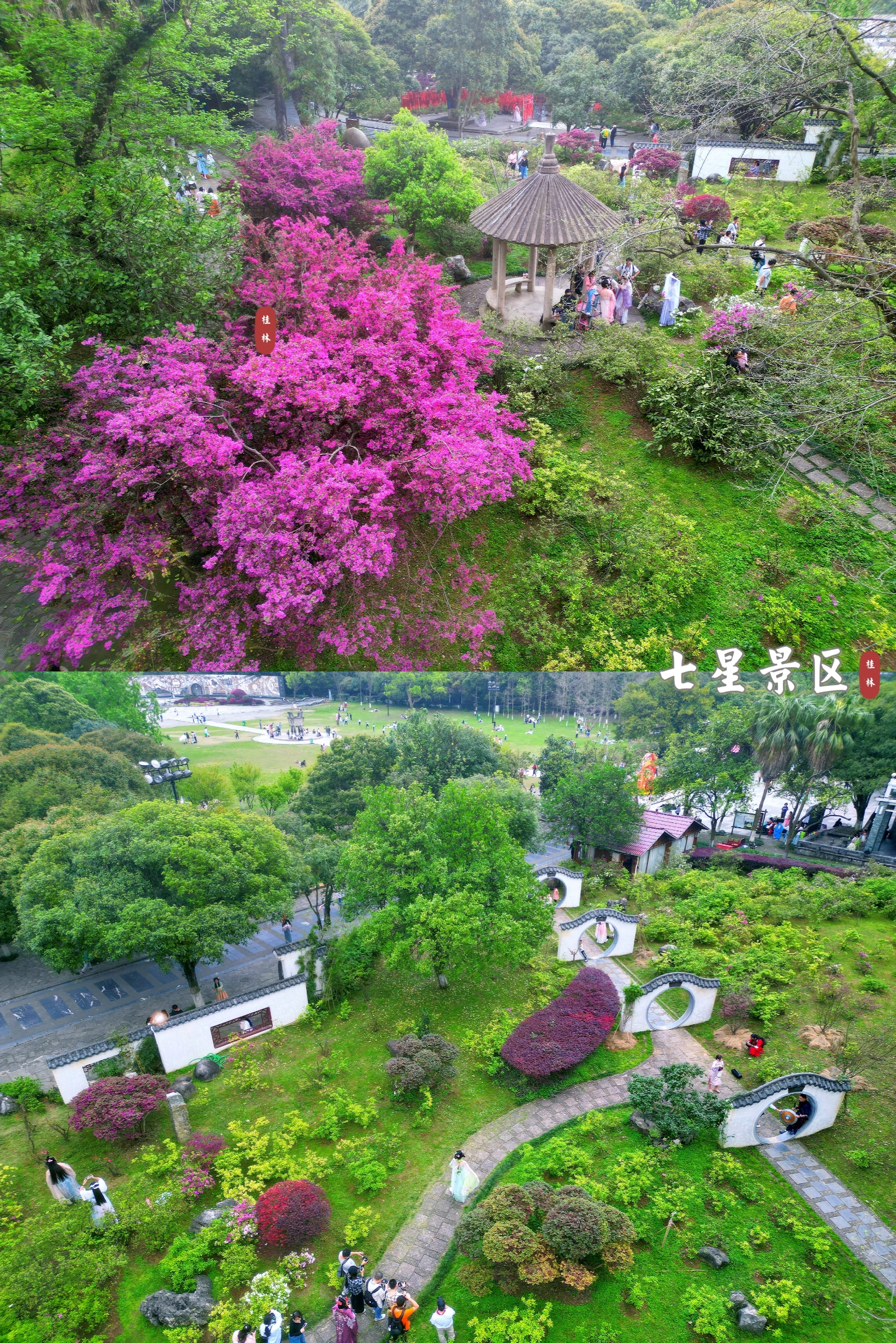 桂林·七星景区丨盛放的红花檵木，是七星的赏花浪漫