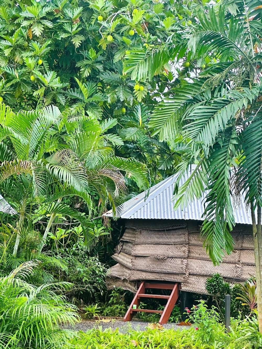 太平洋小众岛国旅行日常，探访世界最佳天然泳池