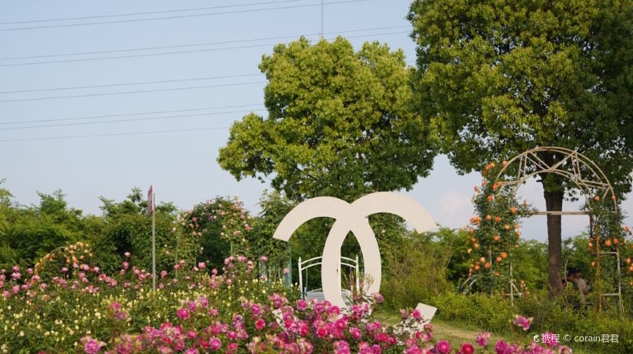 奥斯汀玫瑰园