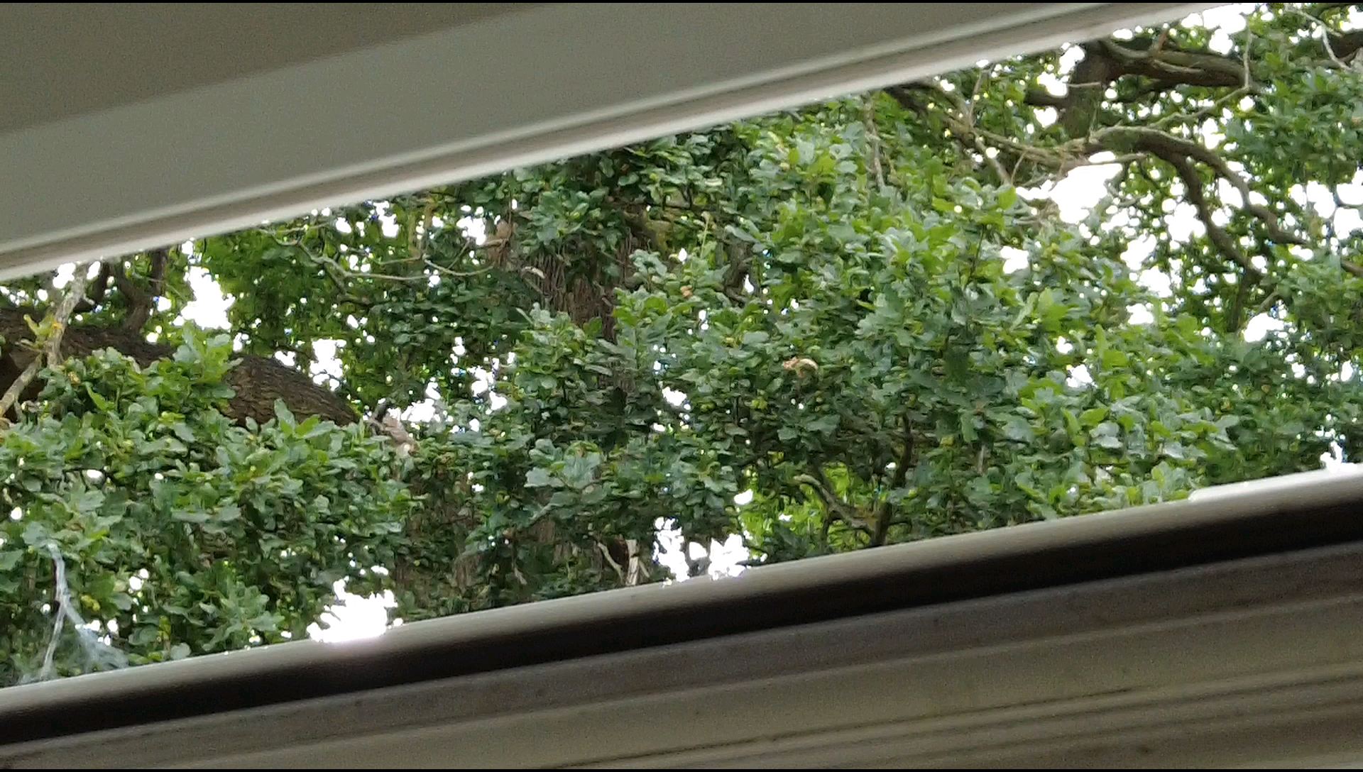 诺大Willoughby Hall公寓窗外之小松鼠枝头吃果子
