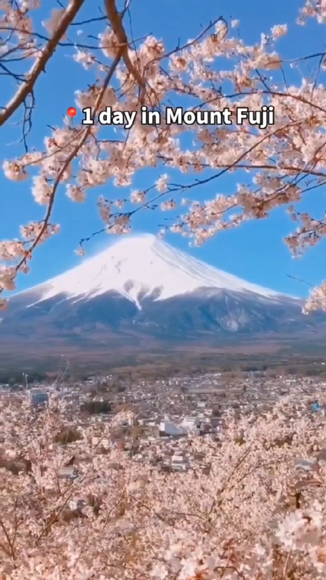 日本樱花和武汉樱花区别在哪儿呀？