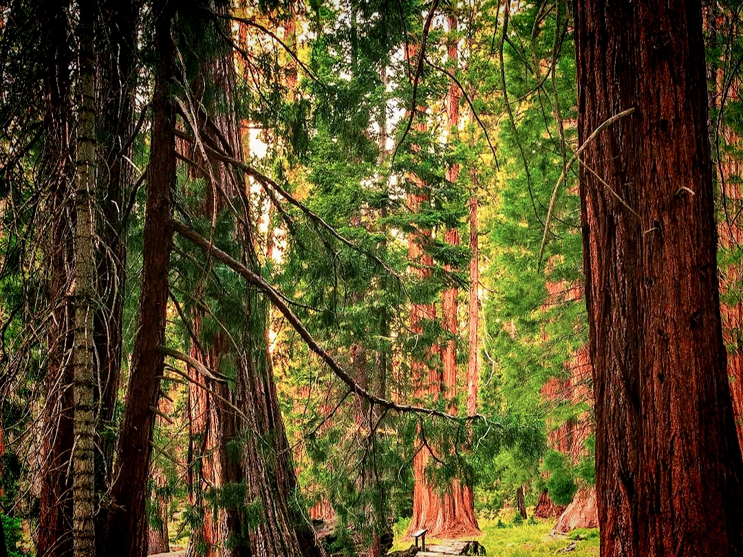 穆尔红杉国家公园-感受大自然的奇妙
