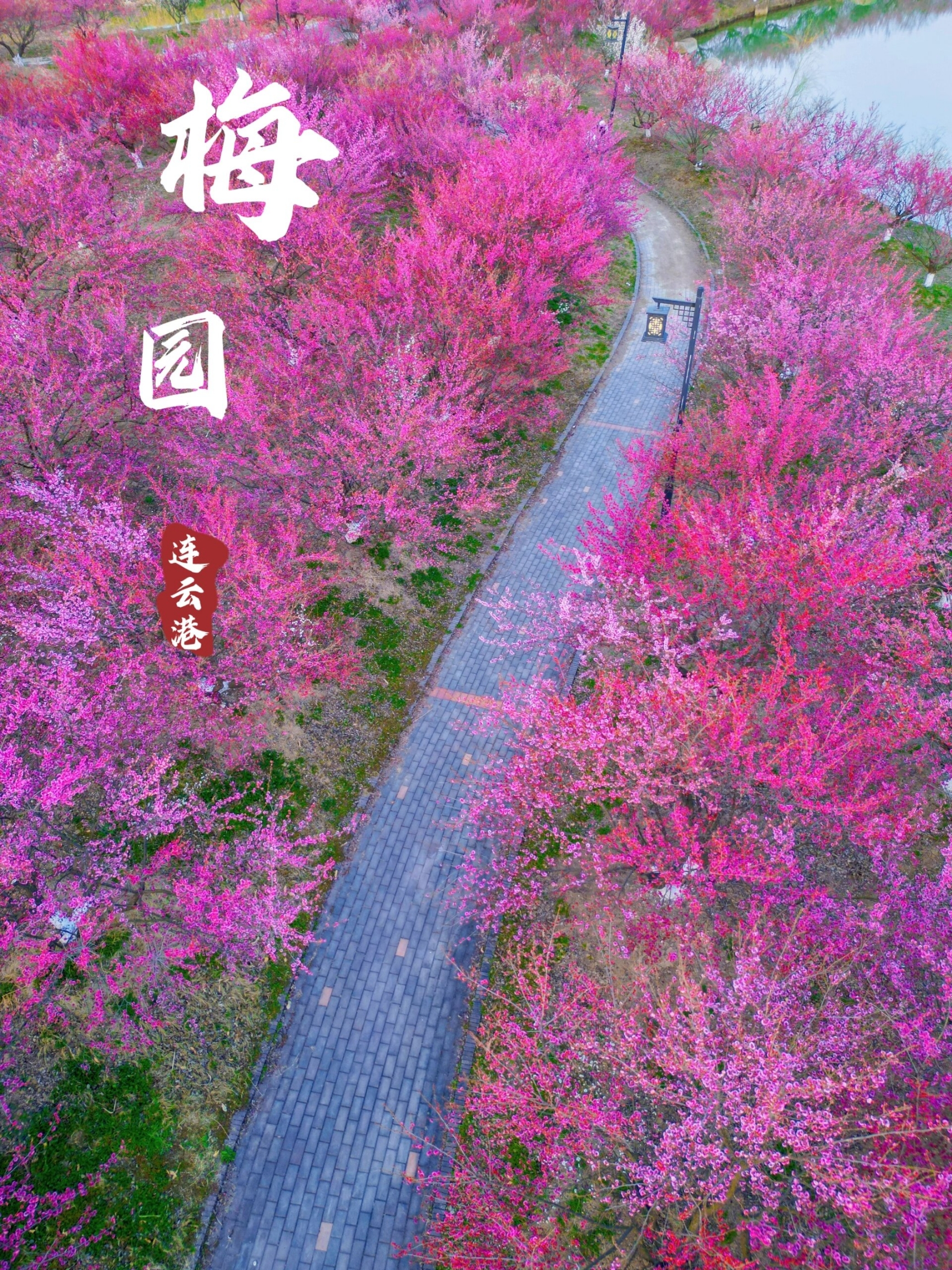 连云港三月的梅园，是赏花的天花板