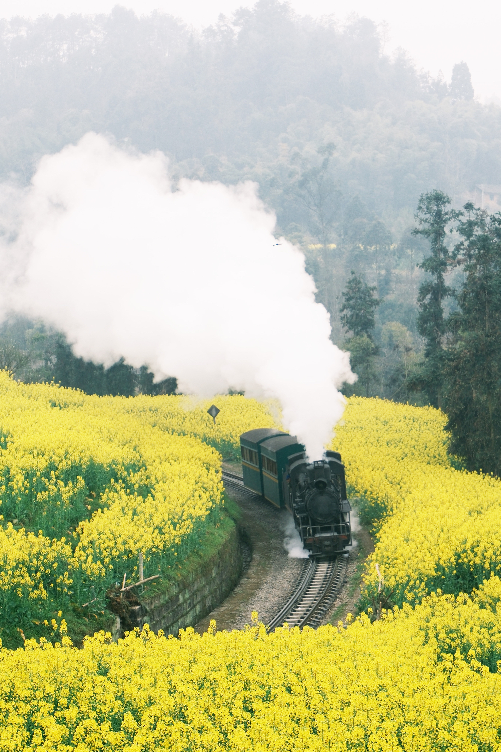 趁着花未落，坐着开往春天得小火车🚄去拍照