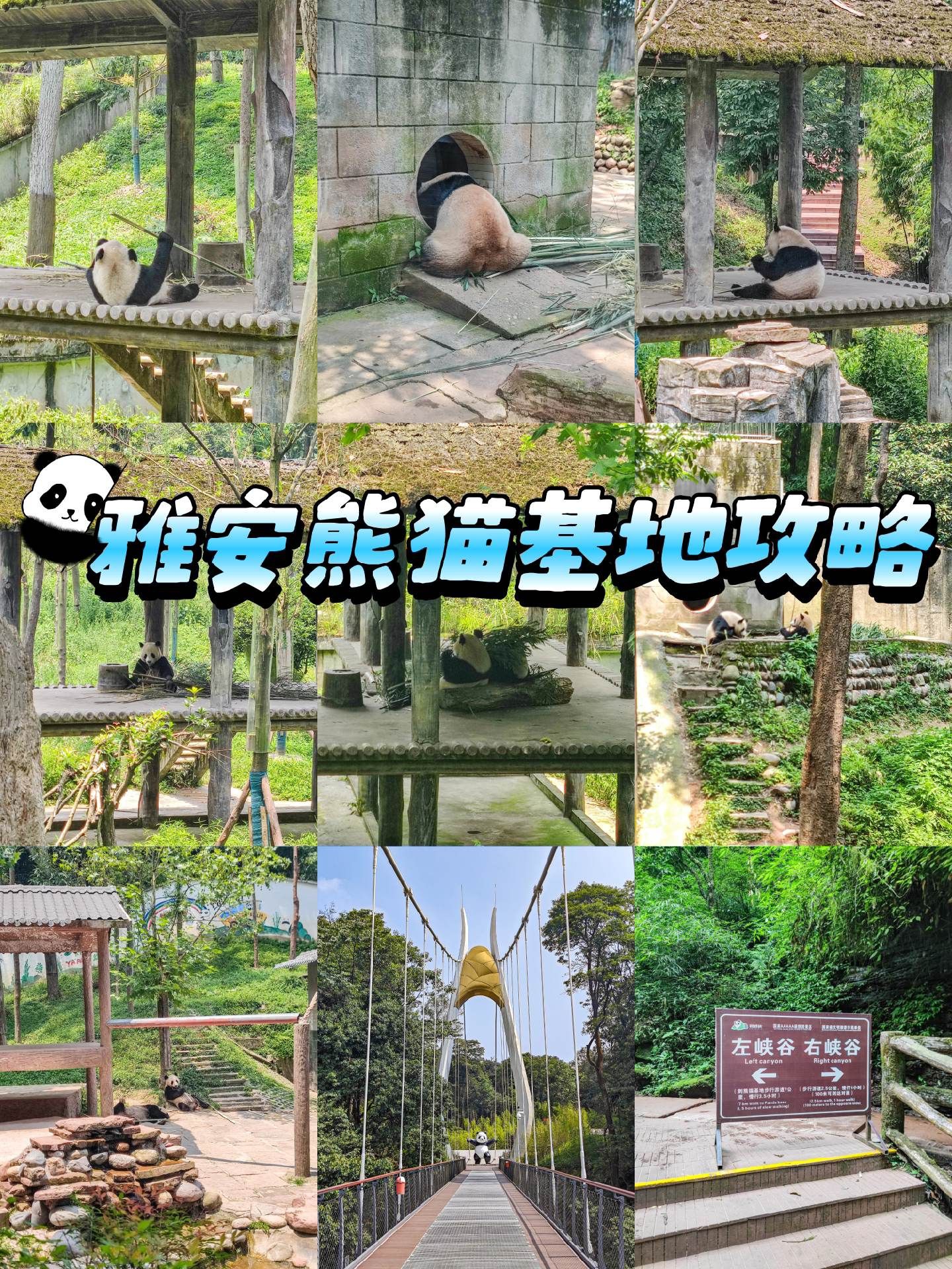 雅安中国保护大熊猫研究中心雅安碧峰峡基地游玩攻略-中国保护大熊猫