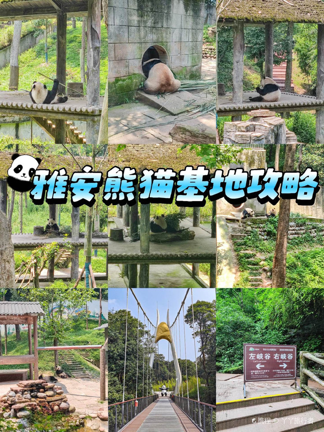 雅安雅安碧峰峡熊猫基地游玩攻略-雅安碧峰峡熊猫基地门票多少钱