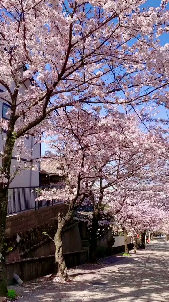 东大阪居民区的赏樱好地方