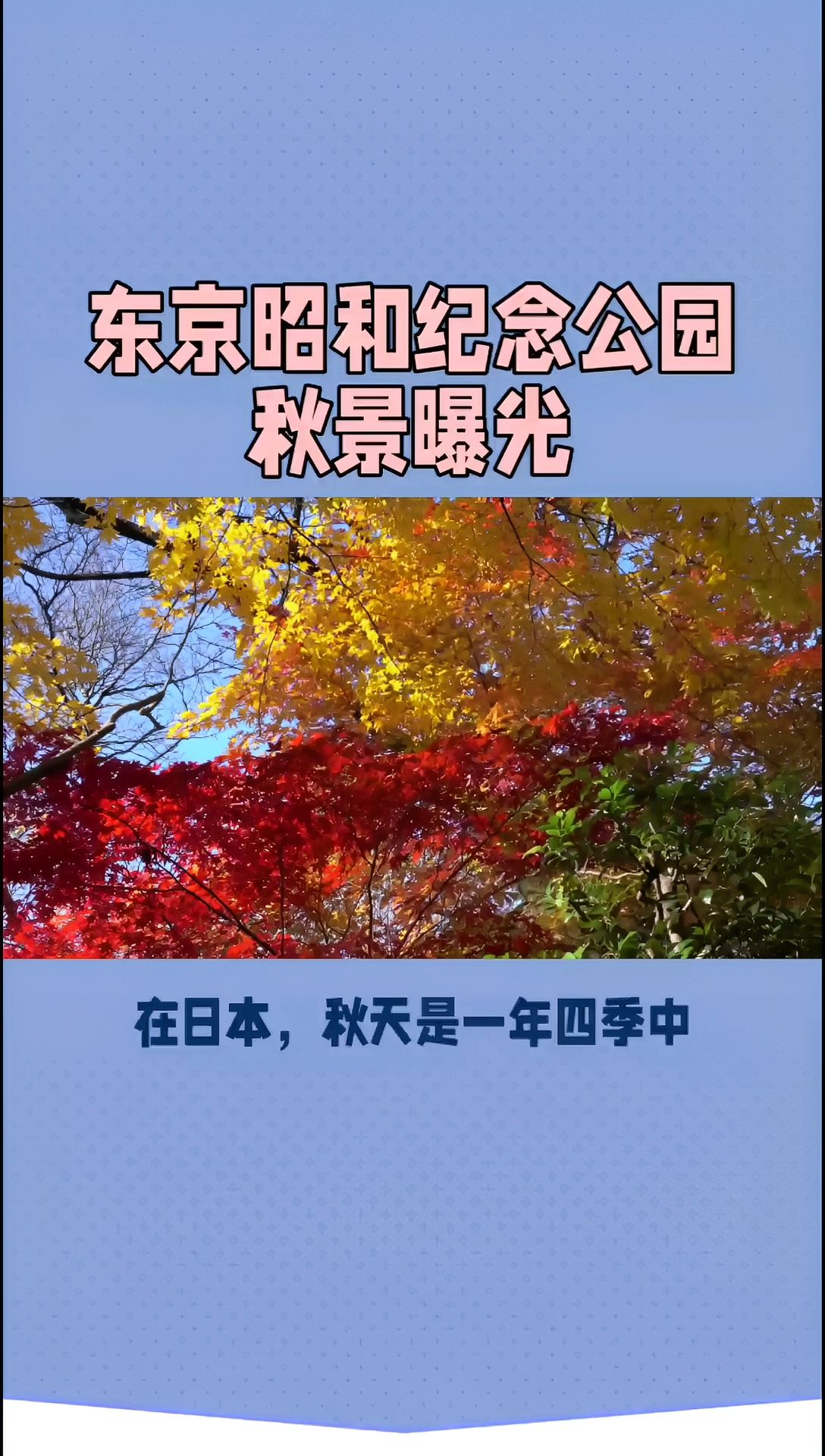 【秋色交织，梦幻昭和】东京昭和纪念公园看红叶与银杏交相辉映！