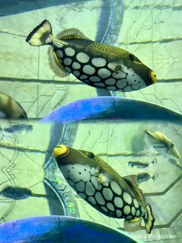 三亚·亚特兰蒂斯水族馆|280多种水族生物看过瘾