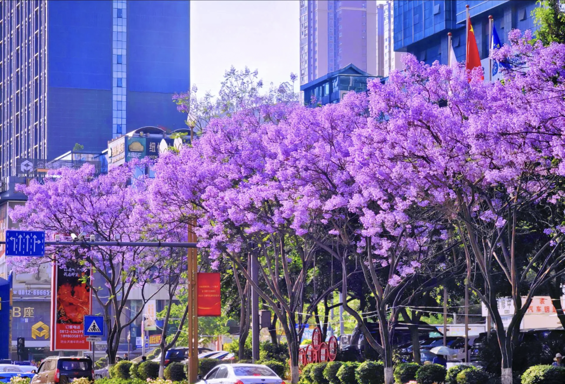 去赴一场紫色之约，感受不一样的攀枝花