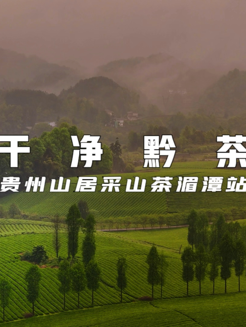 走进贵州遵义湄潭，”中国名茶之乡”果然名不虚传，在60多万亩茶海里徜徉，春色满园、茶香四溢！