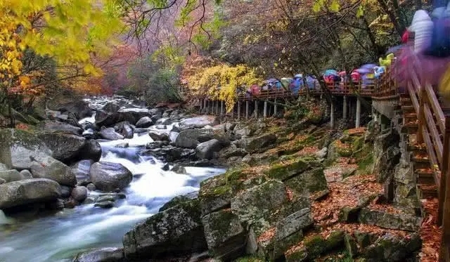 米仓山国家森林公园：自然之美与生态瑰宝