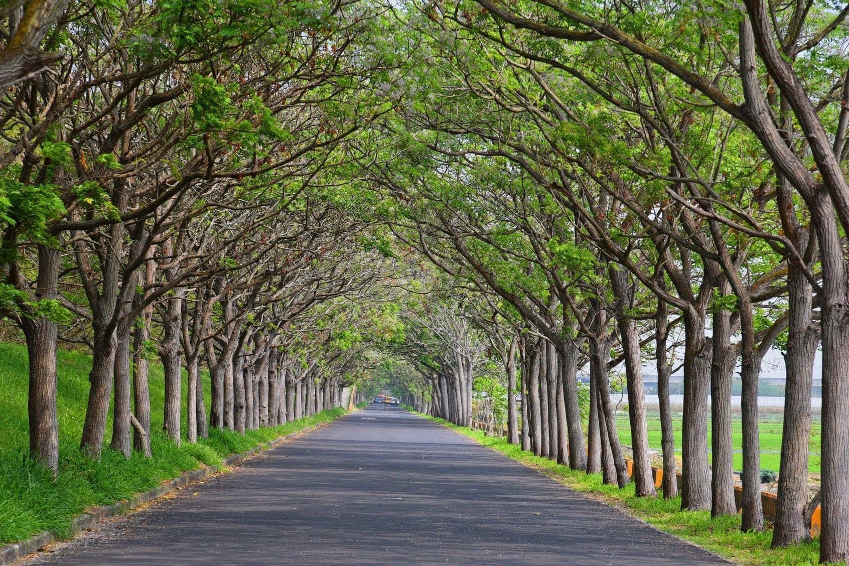 綠色隧道