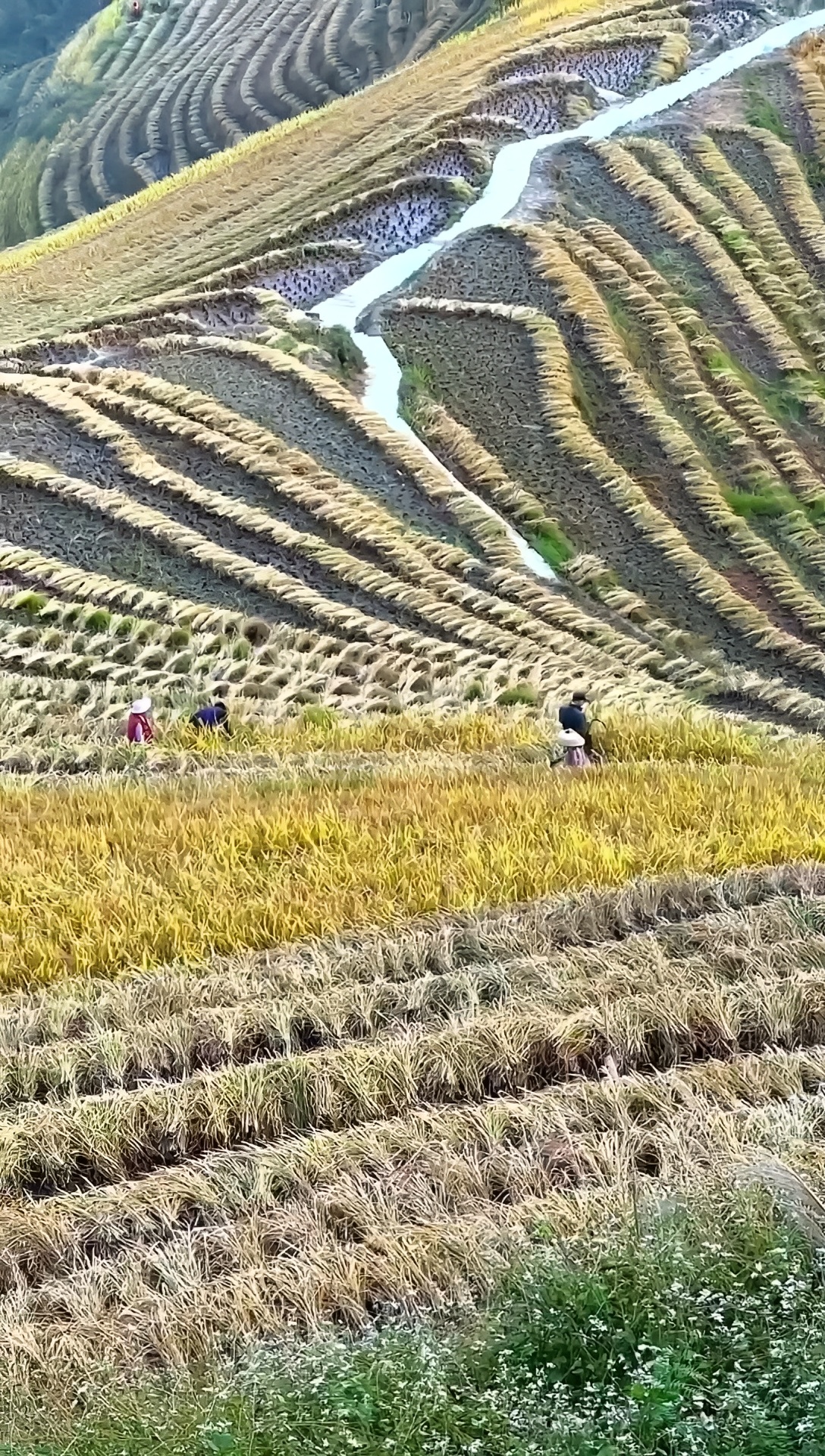 水稻上山，很受农民欢迎！