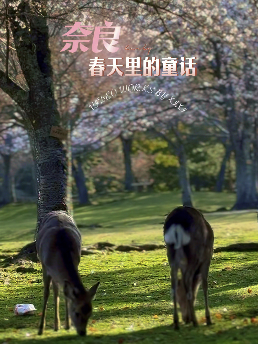 奈良🌸🌸🌸春天里的童话🦌🦌🦌