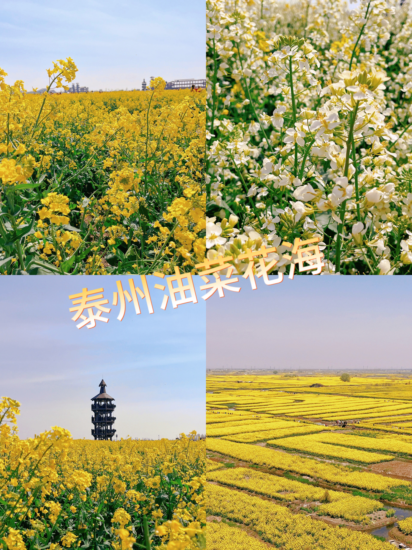 泰州：漫步油菜花海，感受田园风光