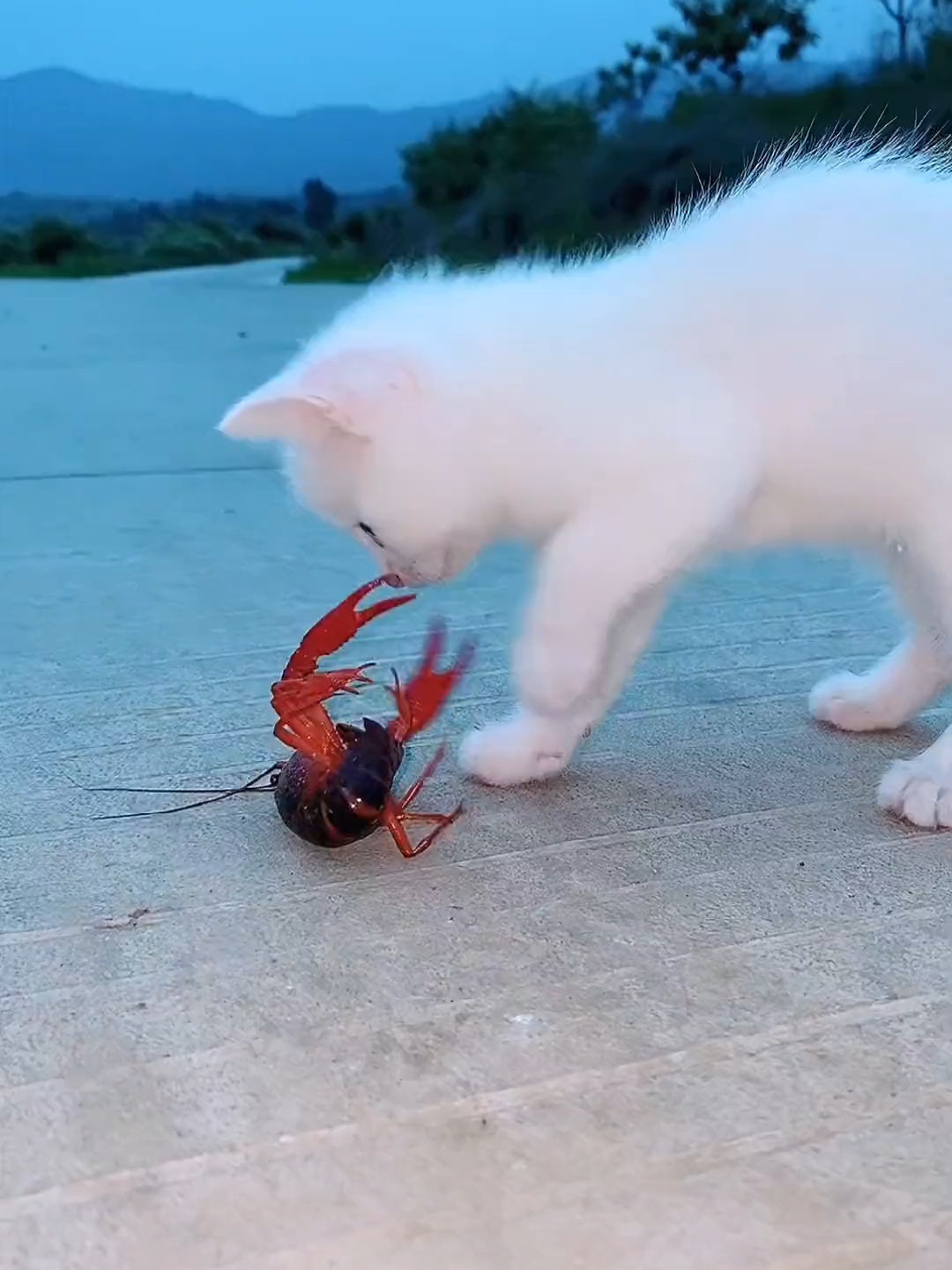 记录猫咪的日常生活