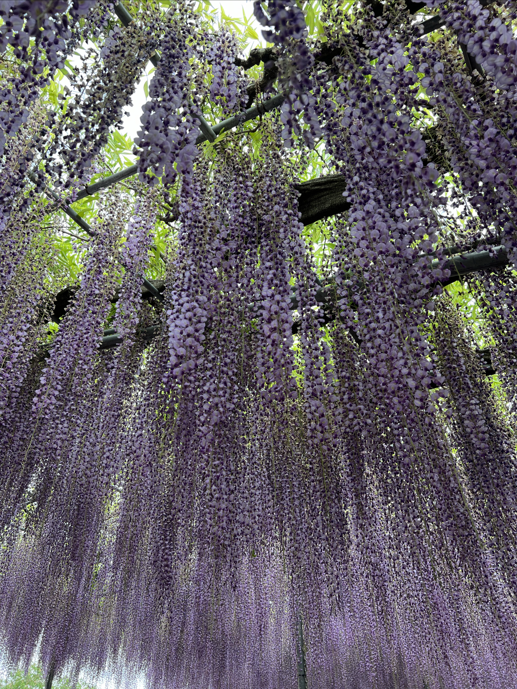 日本枥木紫藤花 足利花卉公园