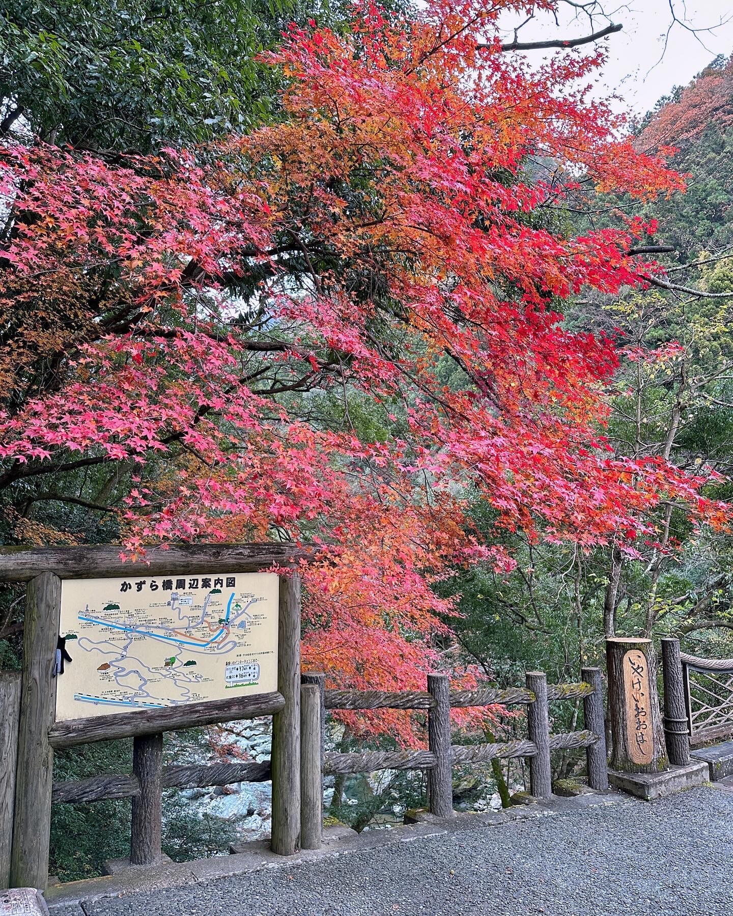 四国之德岛游：祖谷蔓桥探秘日本秘境