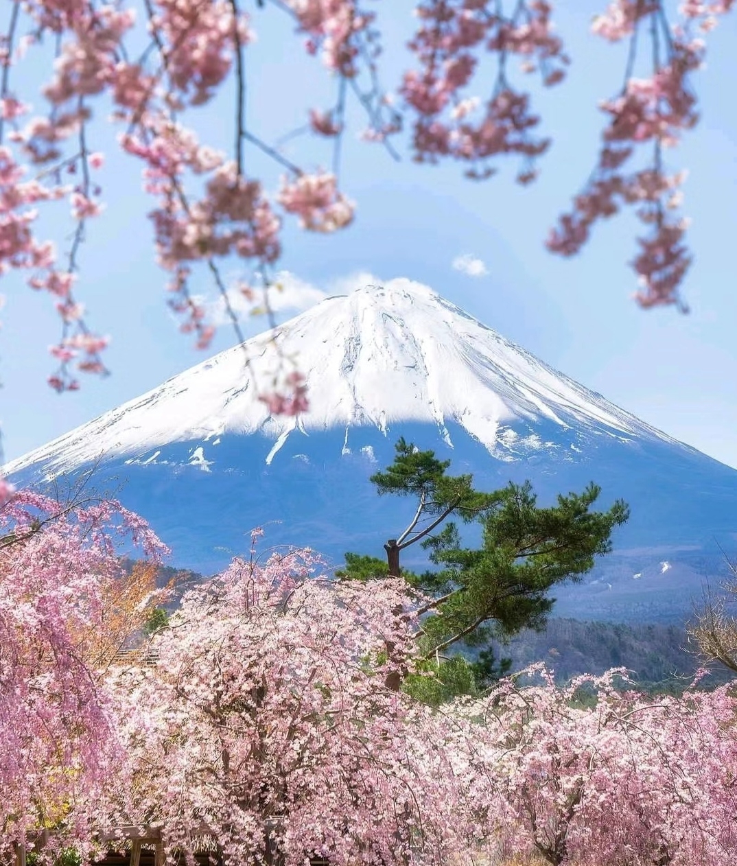 和富士山下樱花约会