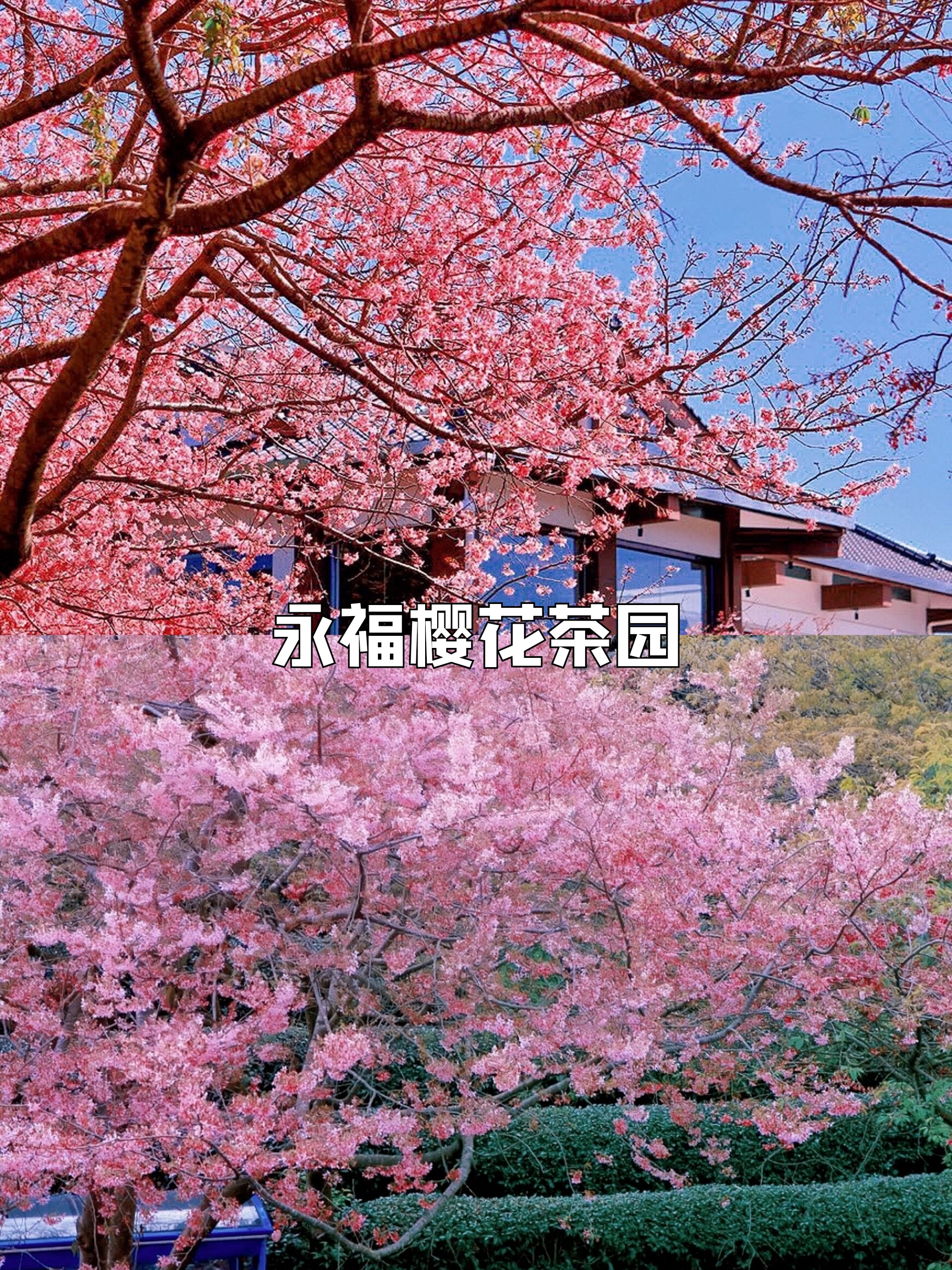 不去日本，福建也有藏着漫画里的樱花园