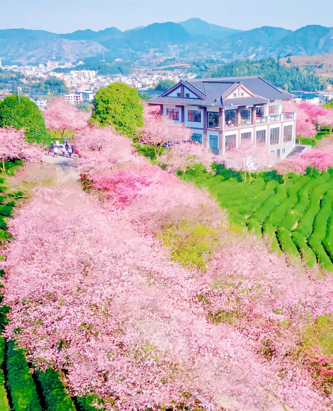 别在想到樱花就知道日本，让全世界看到福建樱花，