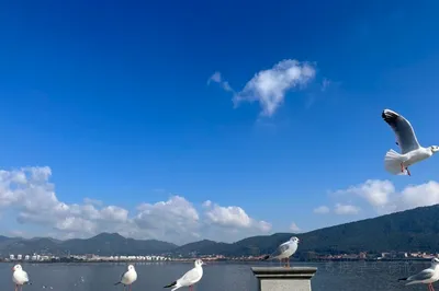 滇池海鸥观景点2