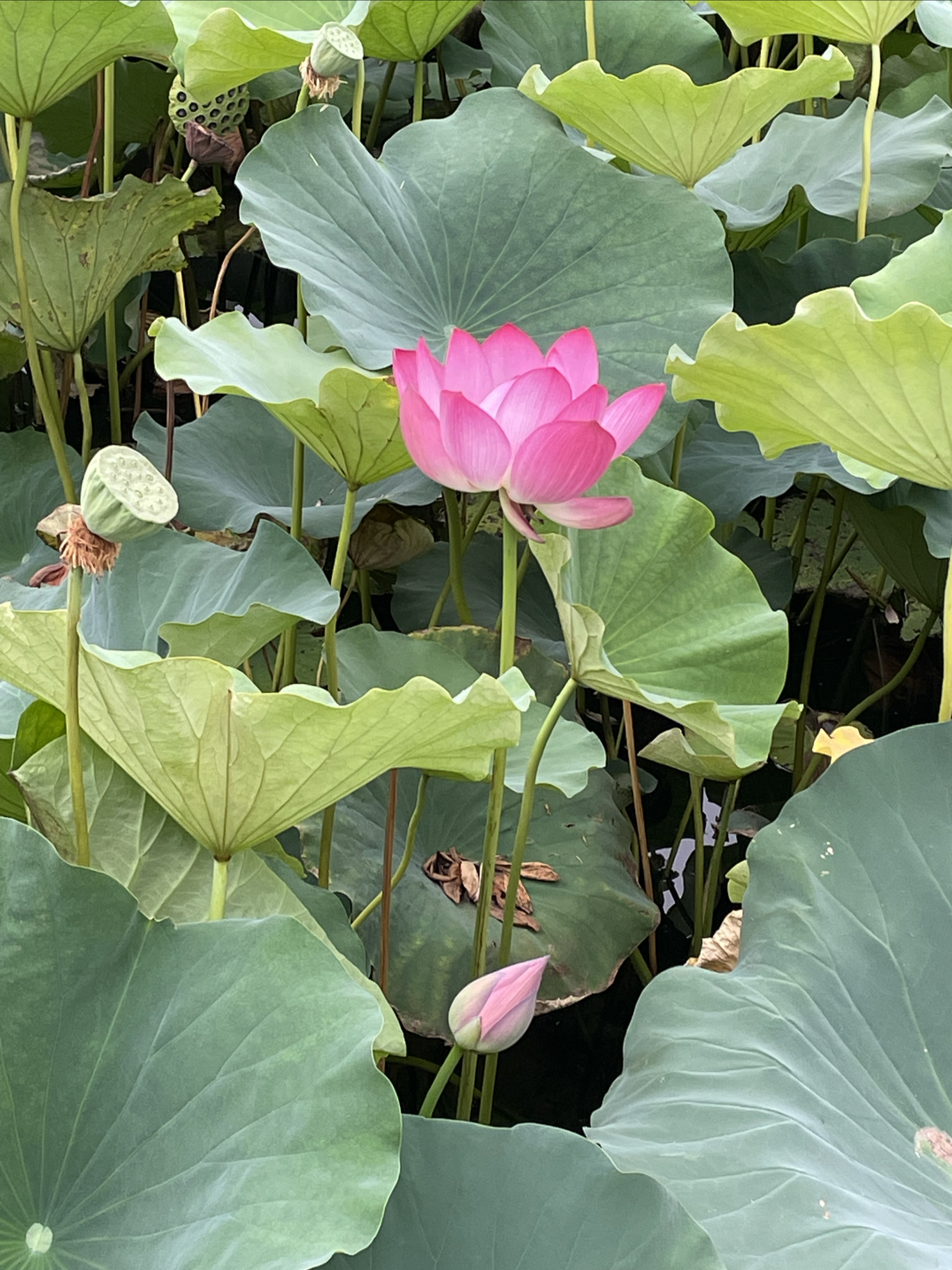 西海湿地公园｜9.2依然能看见满池的荷花