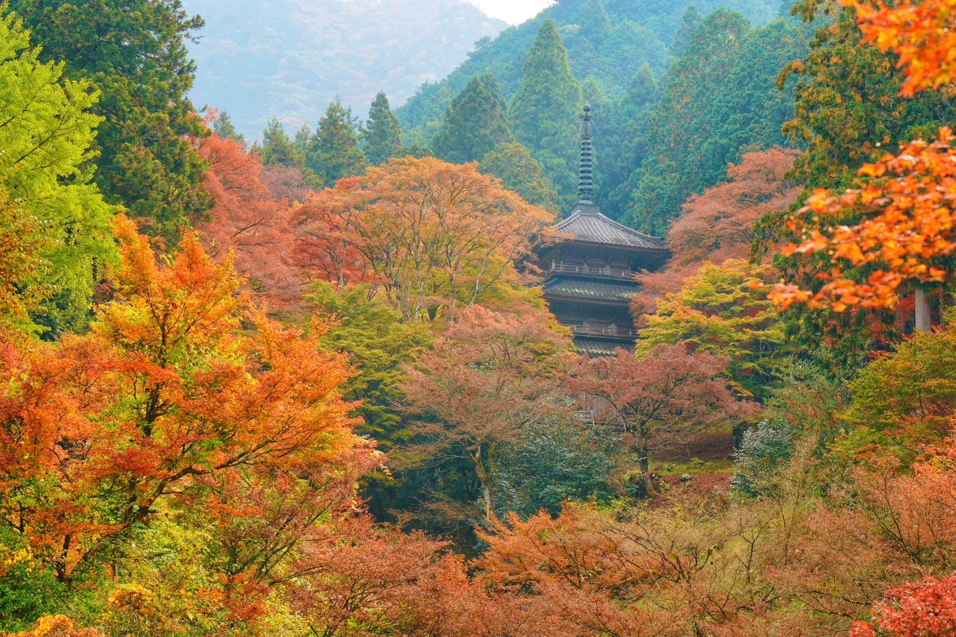 『 兵庫 高源寺』丹波屈指名剎 現已見傾